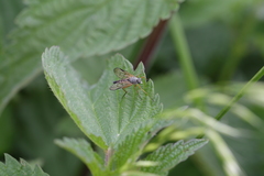 Rhagio vitripennis