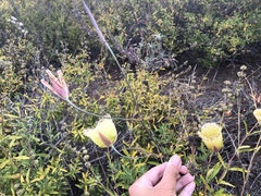 Calochortus weedii intermedius