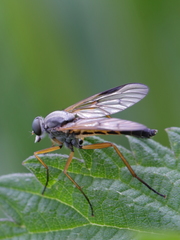 Rhagio vitripennis