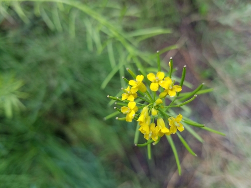 northern tansymustard (Descurainia sophioides)