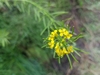 Northern Tansymustard - Photo (c) mustardlypig, some rights reserved (CC BY-NC), uploaded by mustardlypig