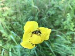 Brachyta interrogationis