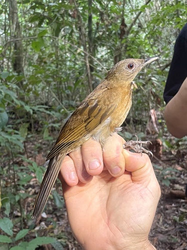 Hauxwell's Thrush (Turdus hauxwelli), photo 5