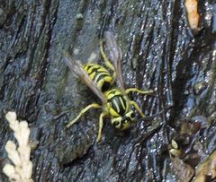 Vespula sulphurea