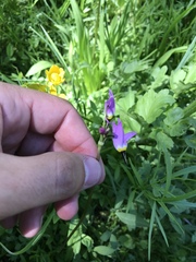 Primula tetrandra