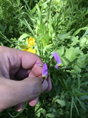 Primula tetrandra