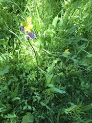 Primula tetrandra