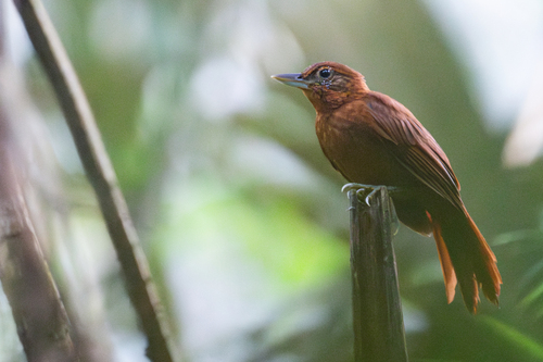 Peruvian Recurvebill (Syndactyla ucayalae)