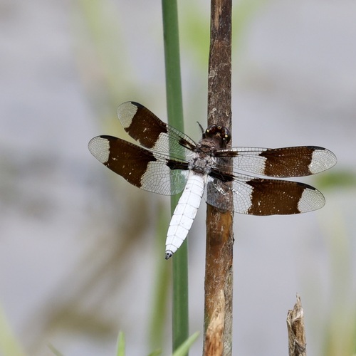 Common Whitetail photographed in Indiana