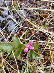 Rubus arcticus acaulis