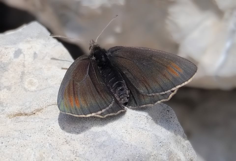 Sooty Ringlet