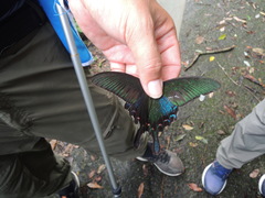 Papilio bianor thrasymedes