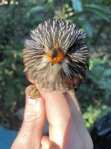 Semicollared Puffbird (Malacoptila semicincta)