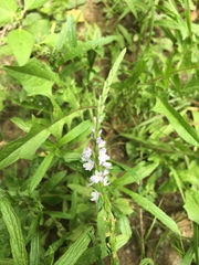 Verbena simplex