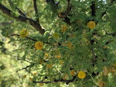 Vachellia