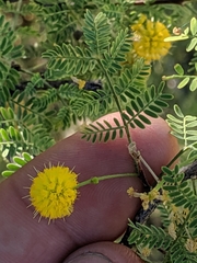 Vachellia