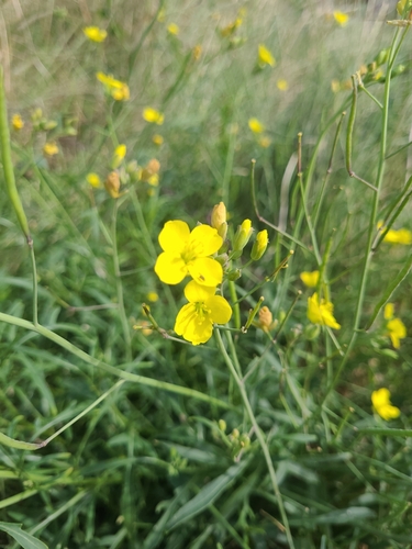 Representative image of Diplotaxis tenuifolia