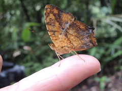Symbrenthia lilaea formosanus