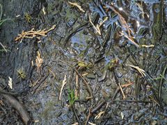 Spilomyia interrupta