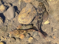 Coastal Riffle Sculpin photo 5