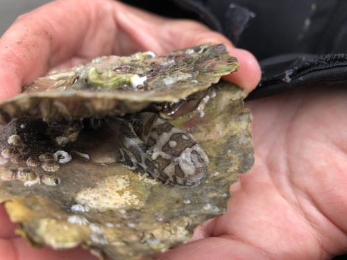Common Seasnail, Strangford Lough, Ards and North Down, Northern Ireland, GB, photo 4 of 10