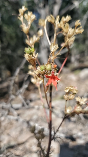 Image of Ipomopsis arizonica by (c) JD Flores, some rights reserved (CC BY)
