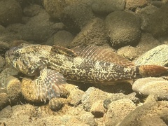 Coastal Riffle Sculpin photo 4