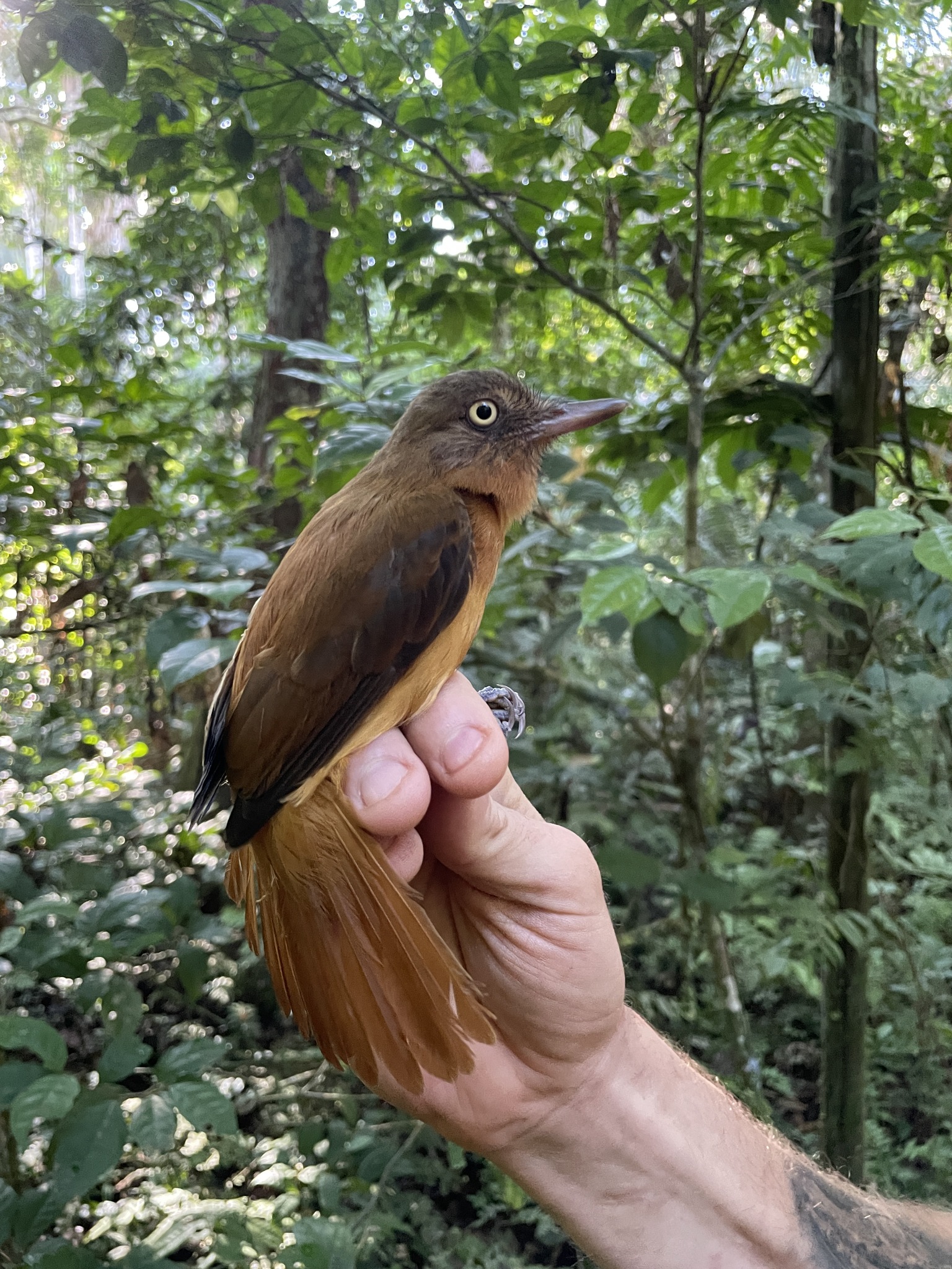 White-eyed Attila (Attila bolivianus), photo 8