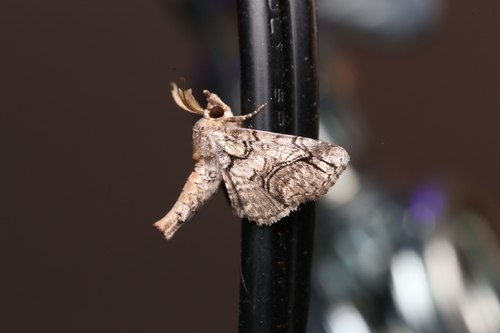 Pygmy Paectes Moth photo 4