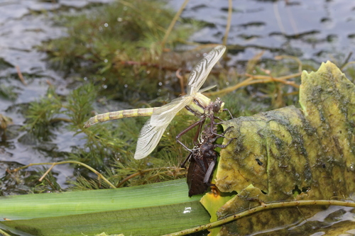 Dragonhunter photo 5