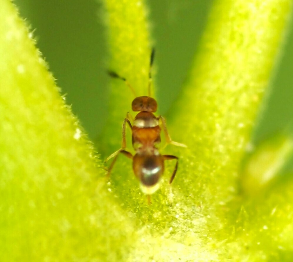 Prochiloneurus