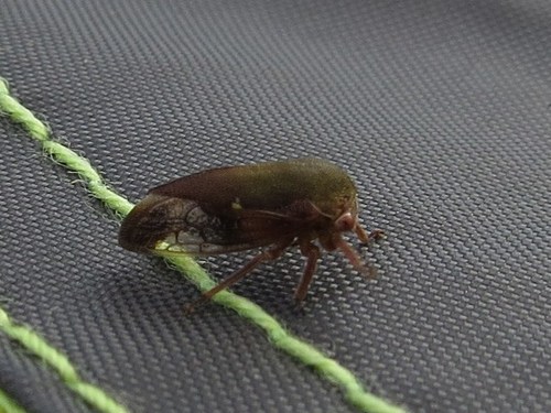 Ophiderma flava photo 3