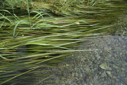 Image of Zizania texana by (c) Reid Hardin, some rights reserved (CC BY)