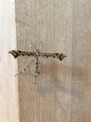 Amblyptilia pica