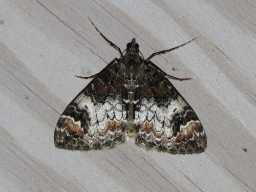 Marbled Carpet Moth photo 6