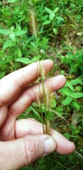 Setaria pallide-fusca