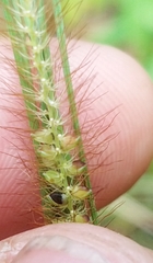 Setaria pallide-fusca