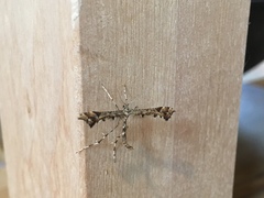 Amblyptilia pica