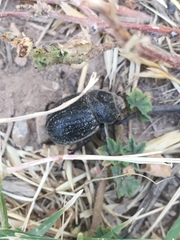 Phyllophaga cribrosa