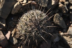 Coryphantha radians
