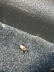 Sphenophorus costipennis
