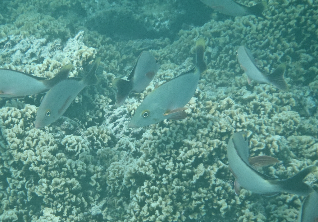 Humpback Red Snapper