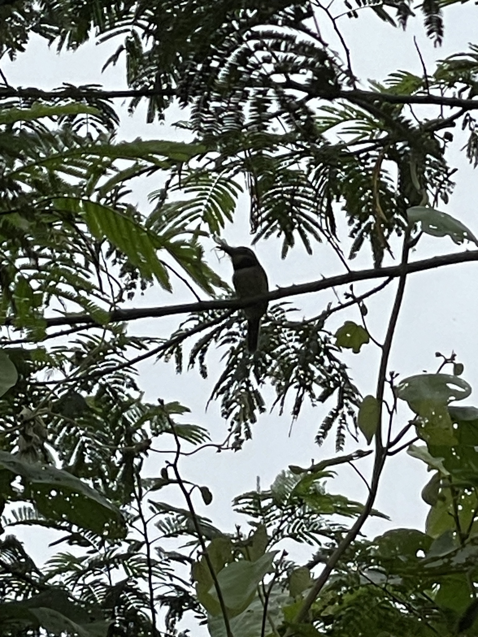 Chestnut-capped Puffbird (Bucco macrodactylus), photo 9
