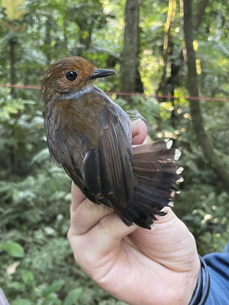 Common Scale-backed Antbird (Gray-breasted)