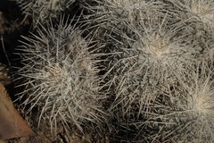 Mammillaria parkinsonii