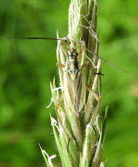 Leptopterna dolabrata