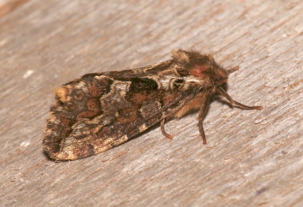 Conifer Swift Moth