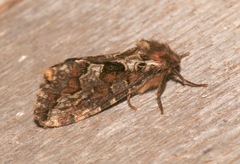 Conifer Swift Moth