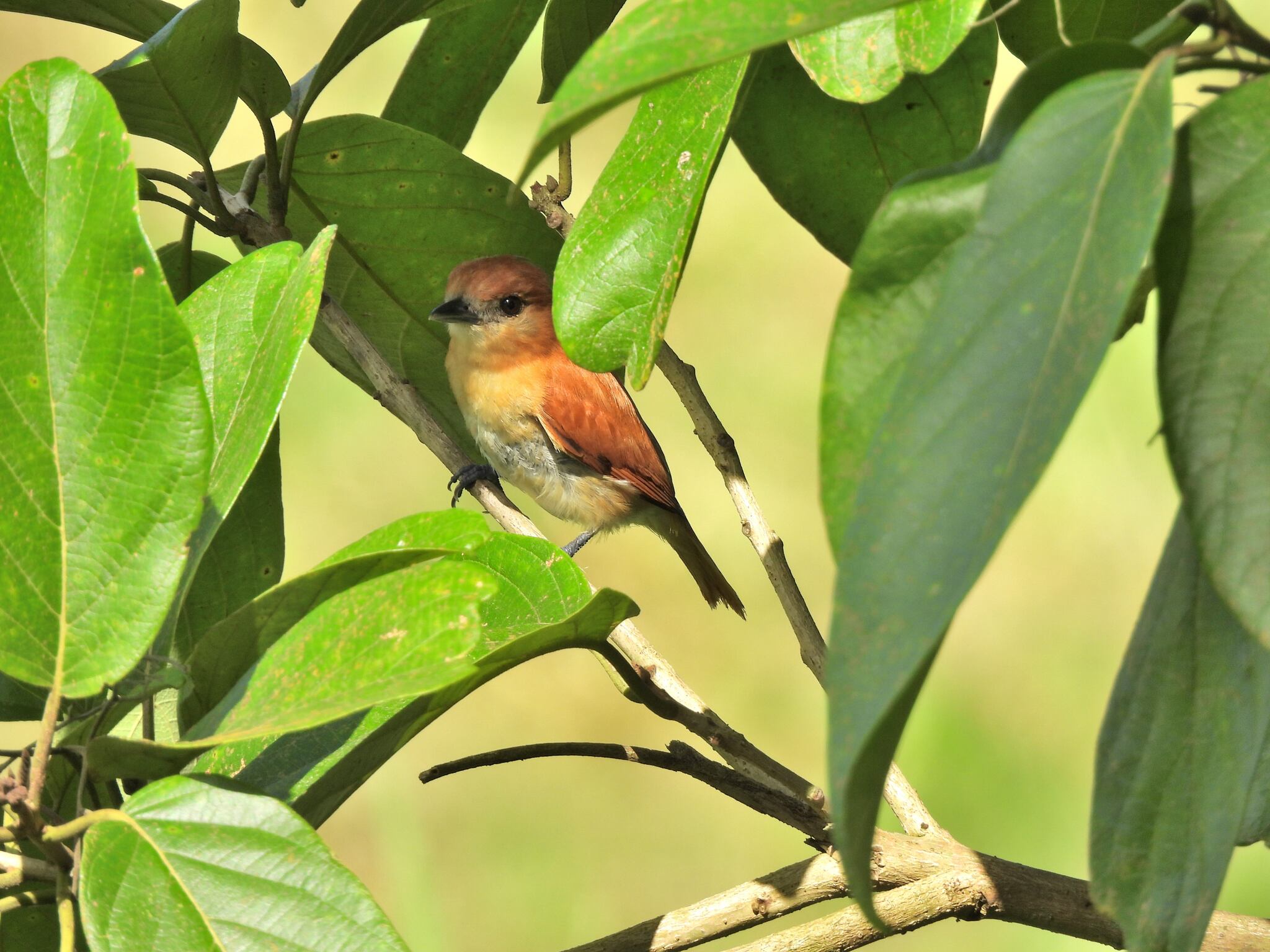 Cinereous Becard (Pachyramphus rufus), photo 6