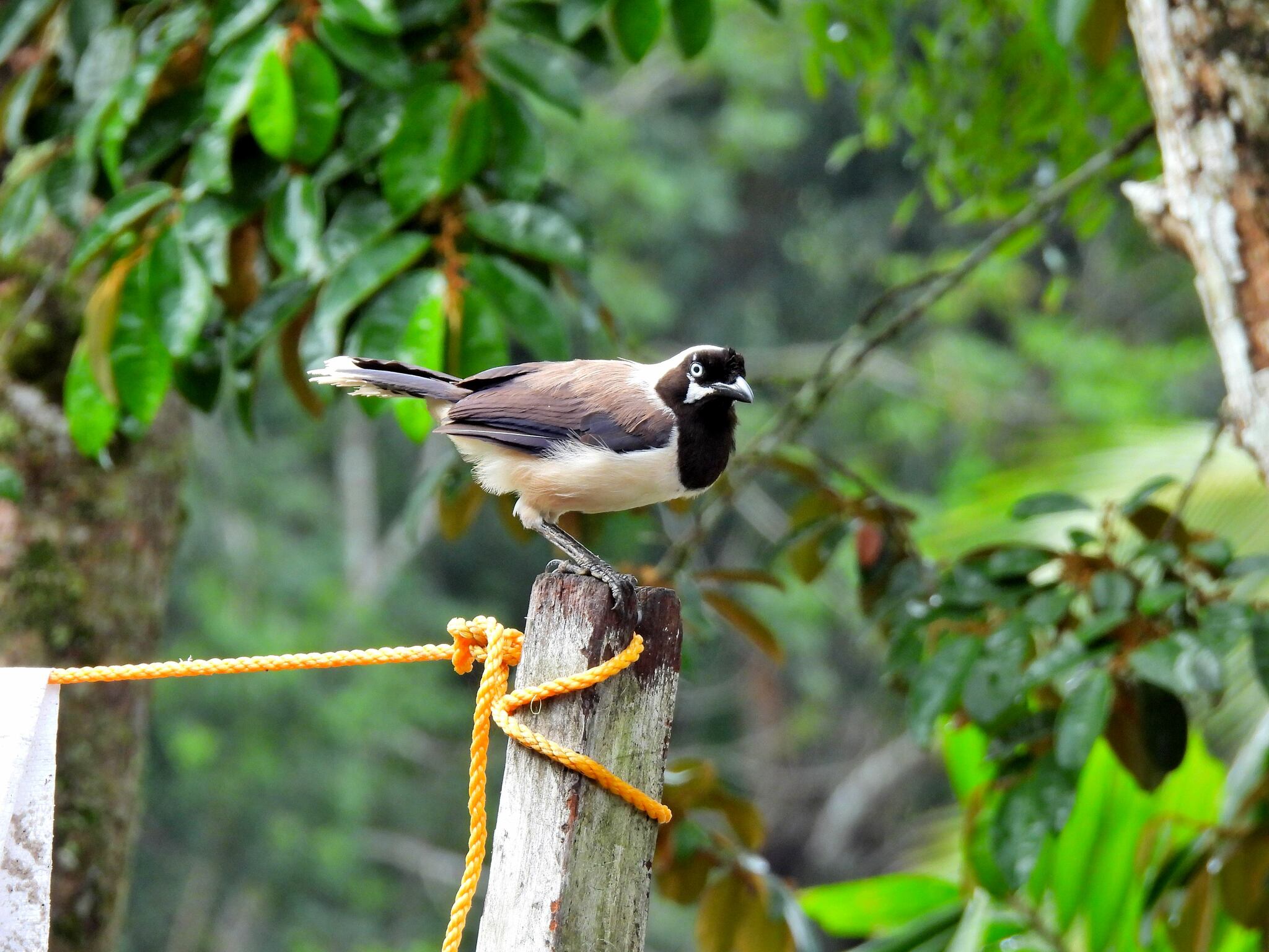Cayenne Jay (Cyanocorax cayanus), photo 3